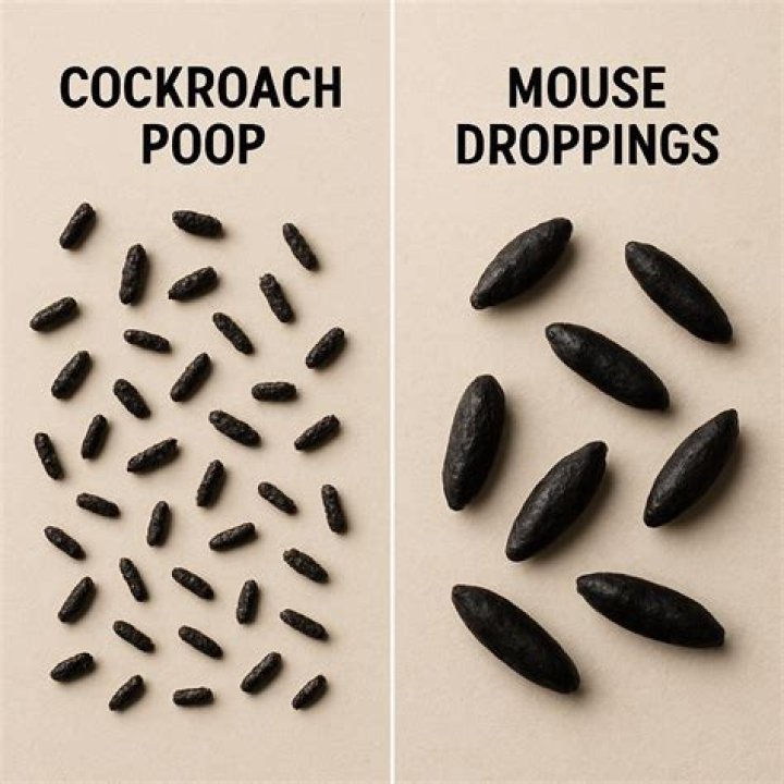 Do mice poop when scared?
