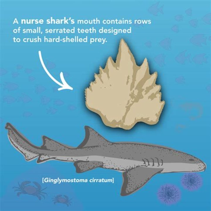 Do nursing sharks bite?