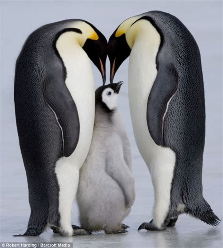 Do penguins kiss?