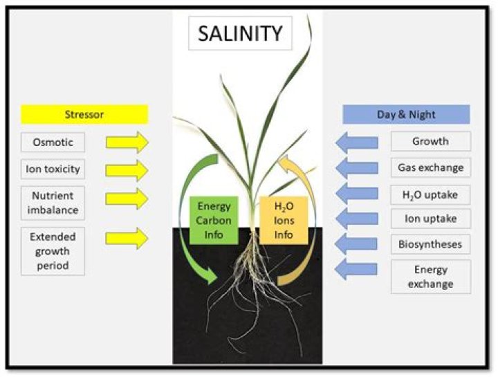 Do plants react to injury?