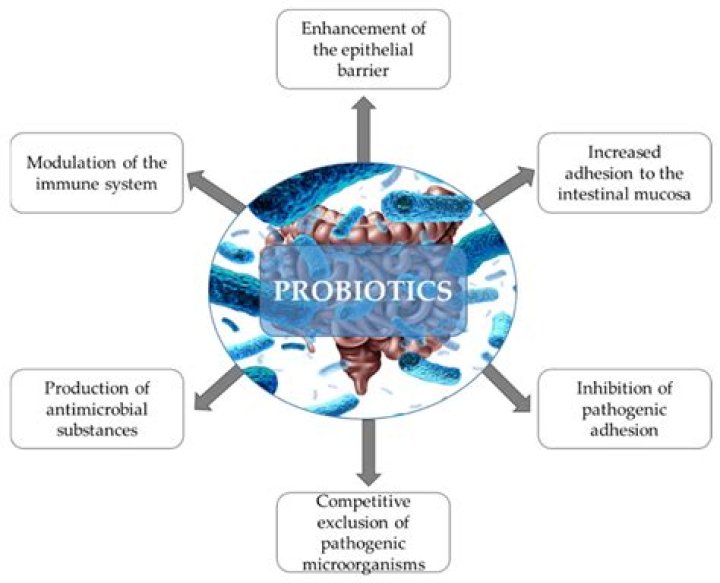Do probiotics help adrenal fatigue?
