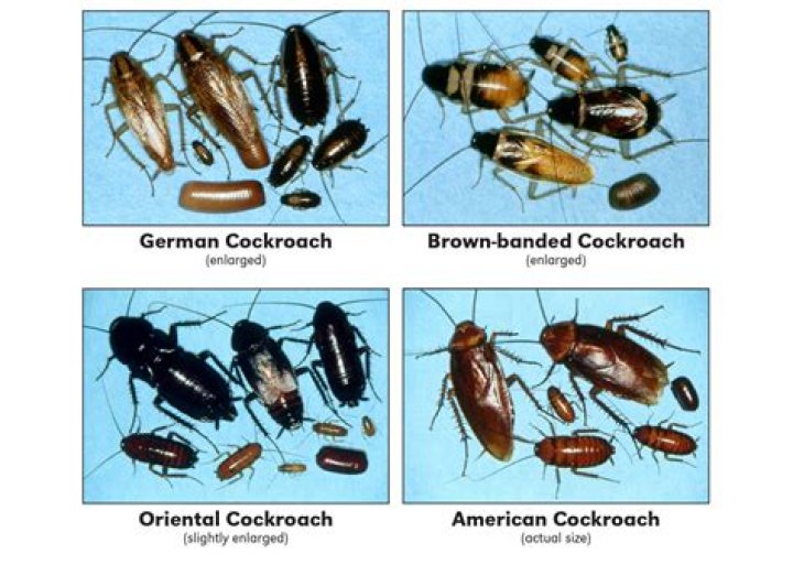 Do roaches like glue?
