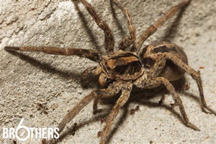 Do spiders remember humans?