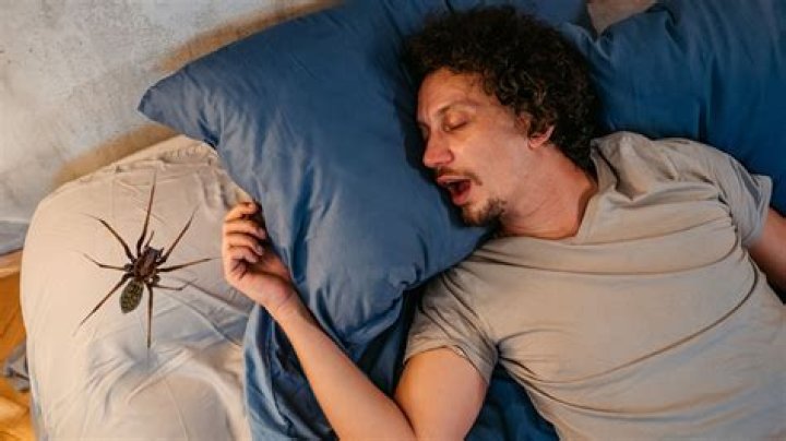 Do spiders sleep curled?