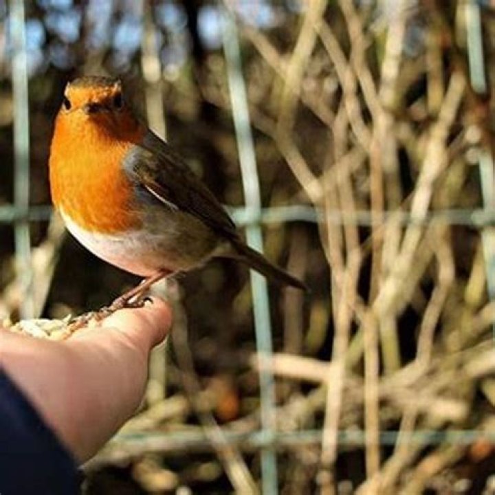 Do wild birds recognize humans?