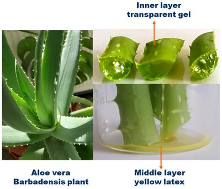 Does aloe vera help with bald spots?