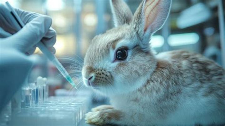 Does Dove use animal testing?