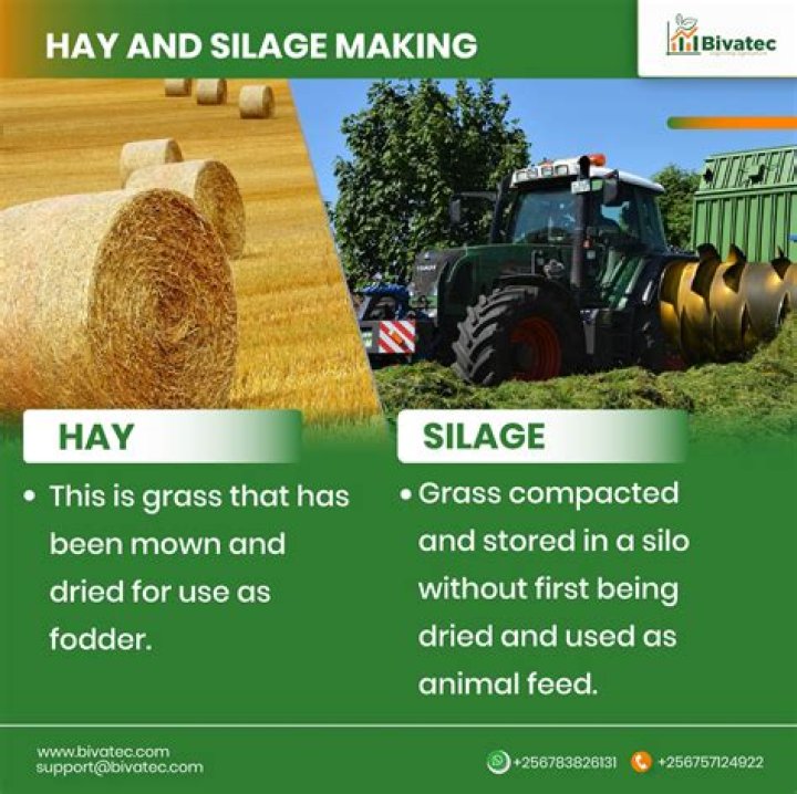 Does haylage have more sugar than hay?