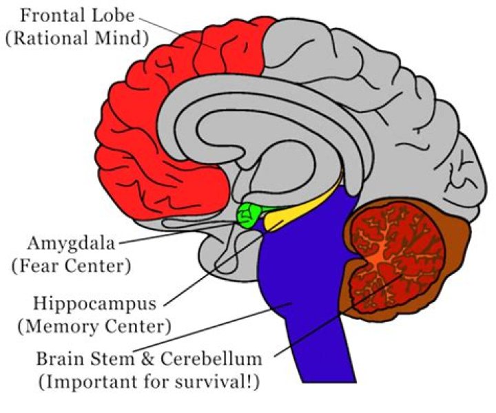 Does trauma make you gullible?