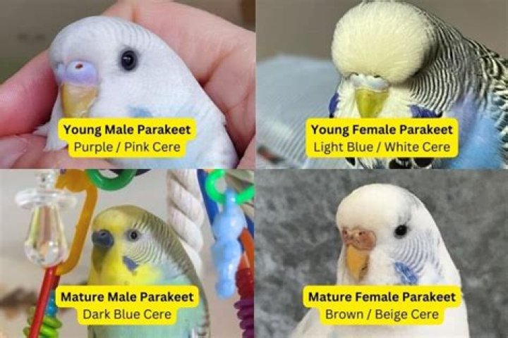 How can you tell if a bird is cold?