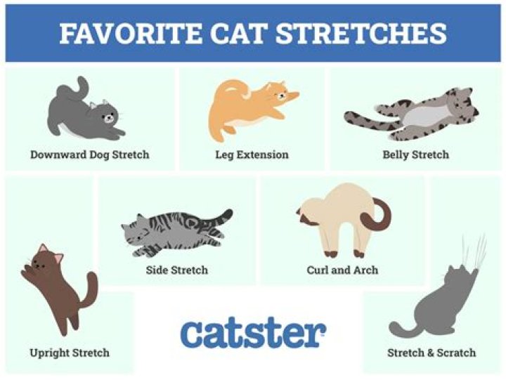 How do cats sit when hurt?