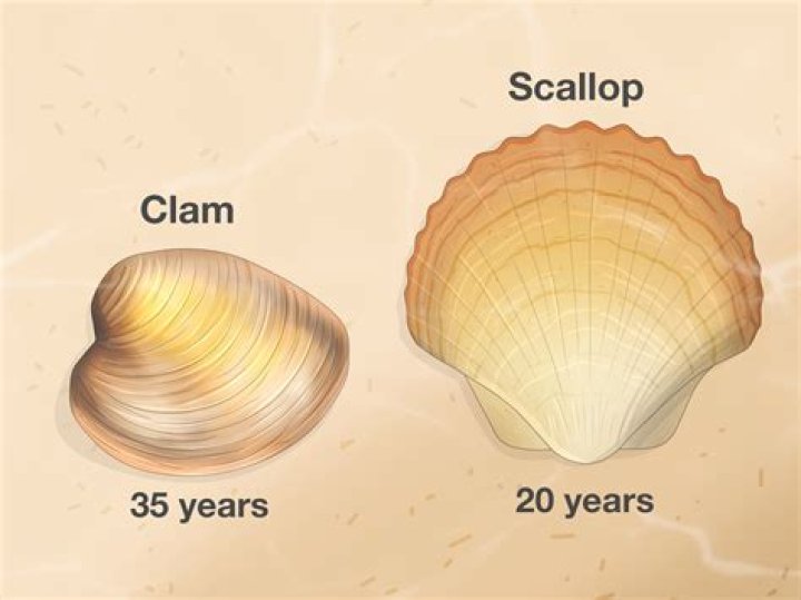 How do I get sand out of scallops?
