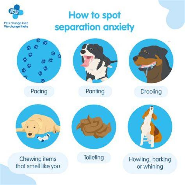 How do you break a dog of separation anxiety?