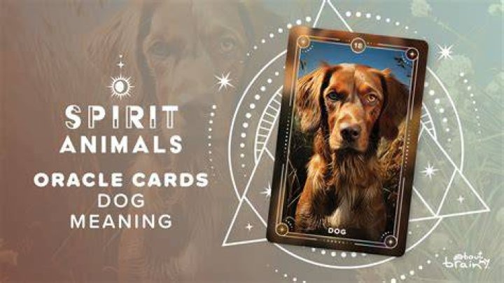 How do you break a dog spirit?