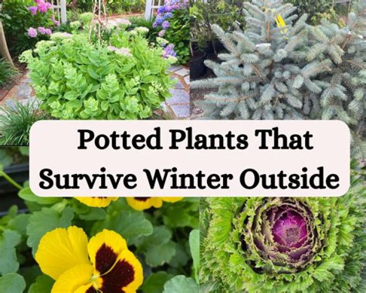 How do you keep outdoor potted plants alive in the winter?