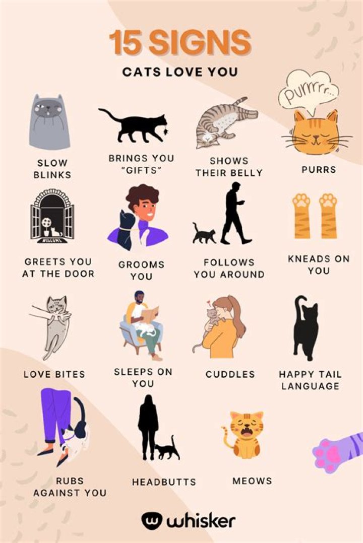 How do you know if a kitten has chosen you?