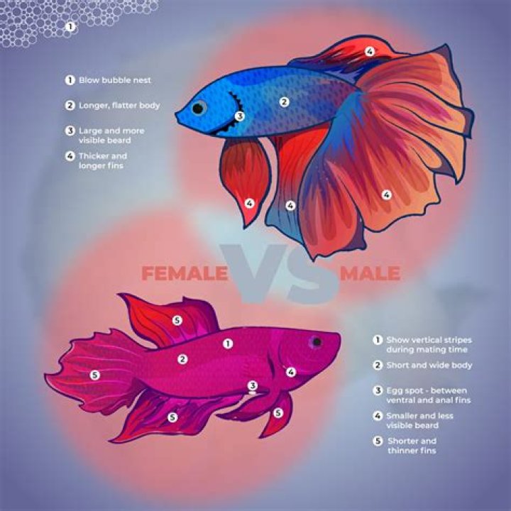 How do you know if fish are mating?