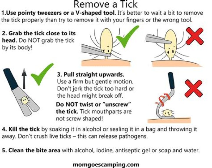 How do you remove a tick from a dog's nose?