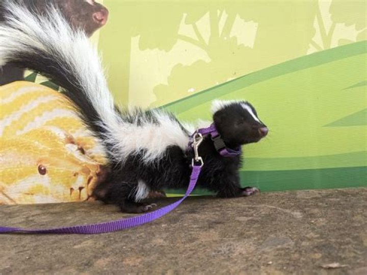 How do you say skunk in Navajo?