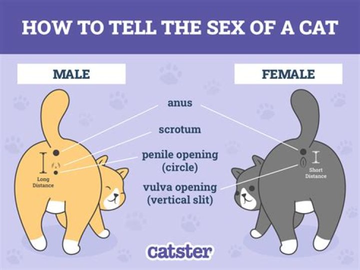 How do you tell if a cat misses you?