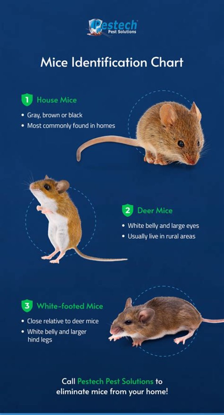 How do you tell if mice are in your vents?