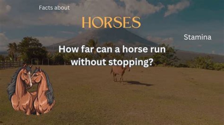How far can a horse run without stopping?