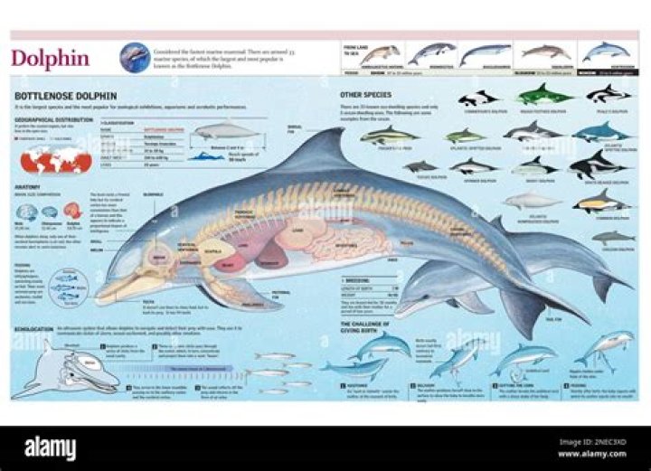 How long are dolphins pregnant for?