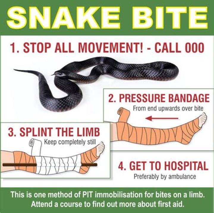 How long can a dog survive a rattlesnake bite?