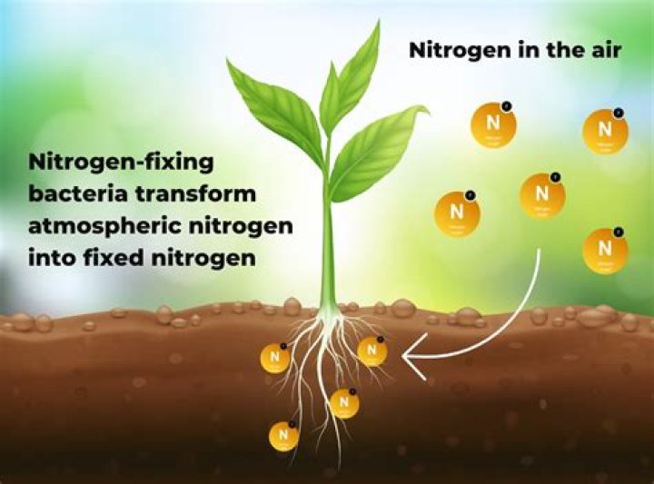How long can nitrogen be stored?