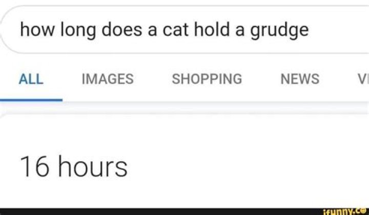 How long do cats hold a grudge?