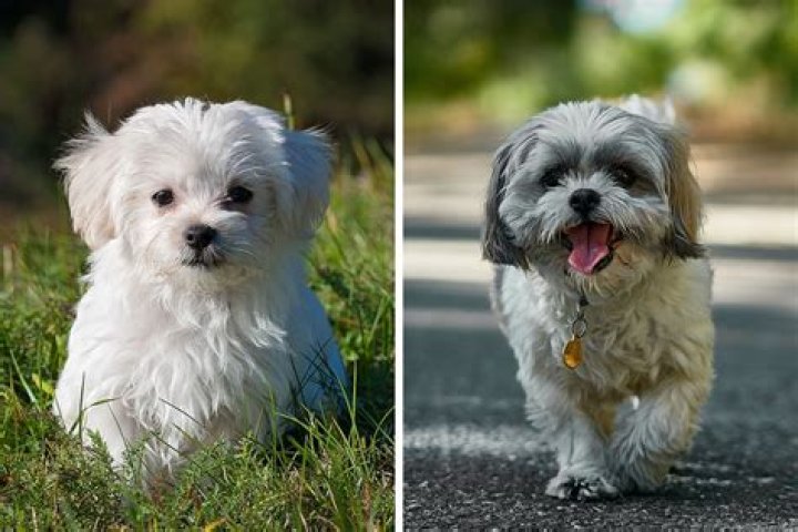 How long should you walk a Poodle?