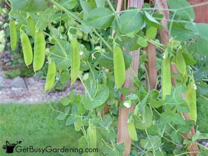 How many peas come in a pod?