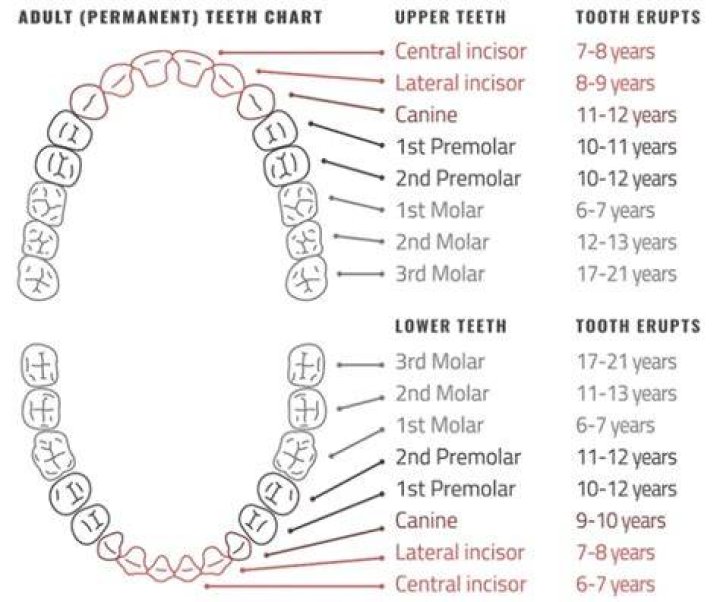 How many teeth do adults have without wisdom teeth?