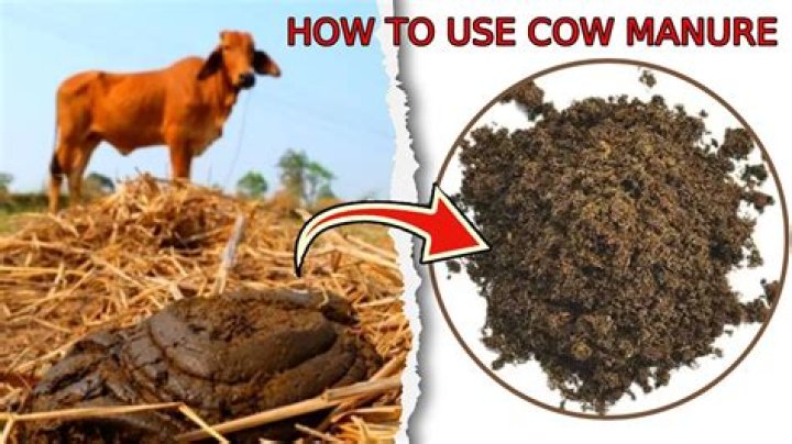 How much cow manure should I put on my garden?