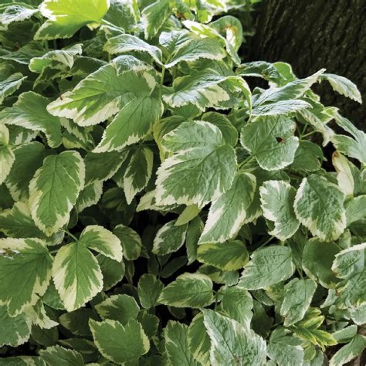 How much ivy do I need for ground cover?