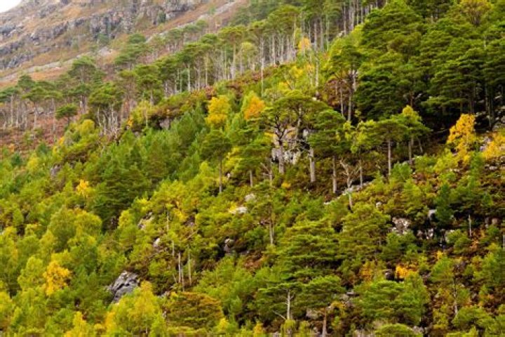 How much of Scotland was forest?