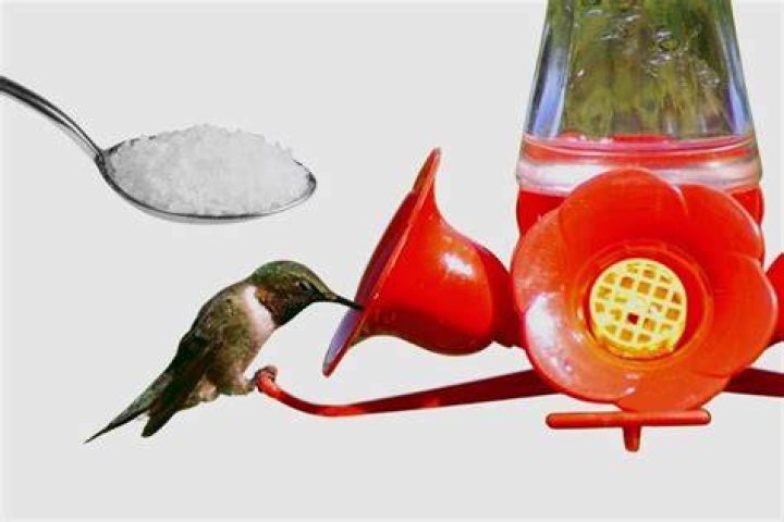 How much sugar do you put in water for butterflies?