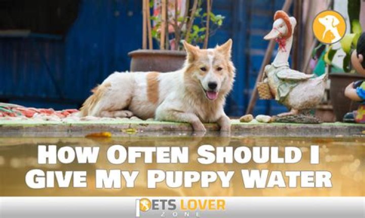How often should I give my puppy water?