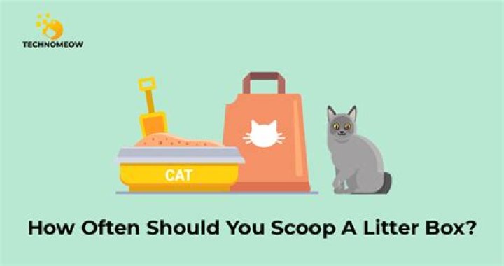 How often should I scoop the litter box?
