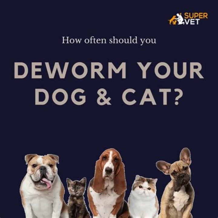 How often should you Deworm adults?