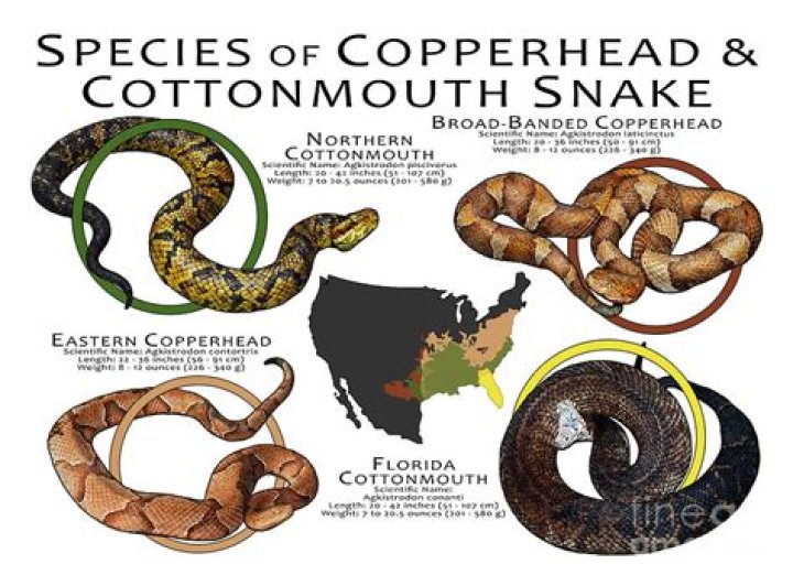How serious is a cottonmouth bite?