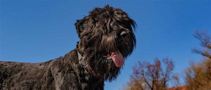 Is Bloodhound Russian?