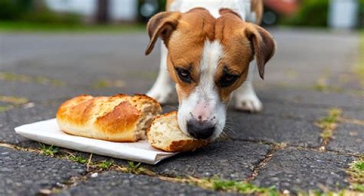 Is bread OK for dogs?