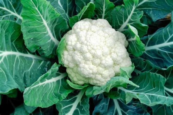 Is cauliflower healthier than cabbage?