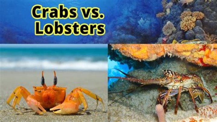 Is crab healthier than lobster?