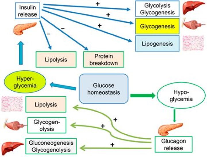 Is glucosamine hard on the kidneys?