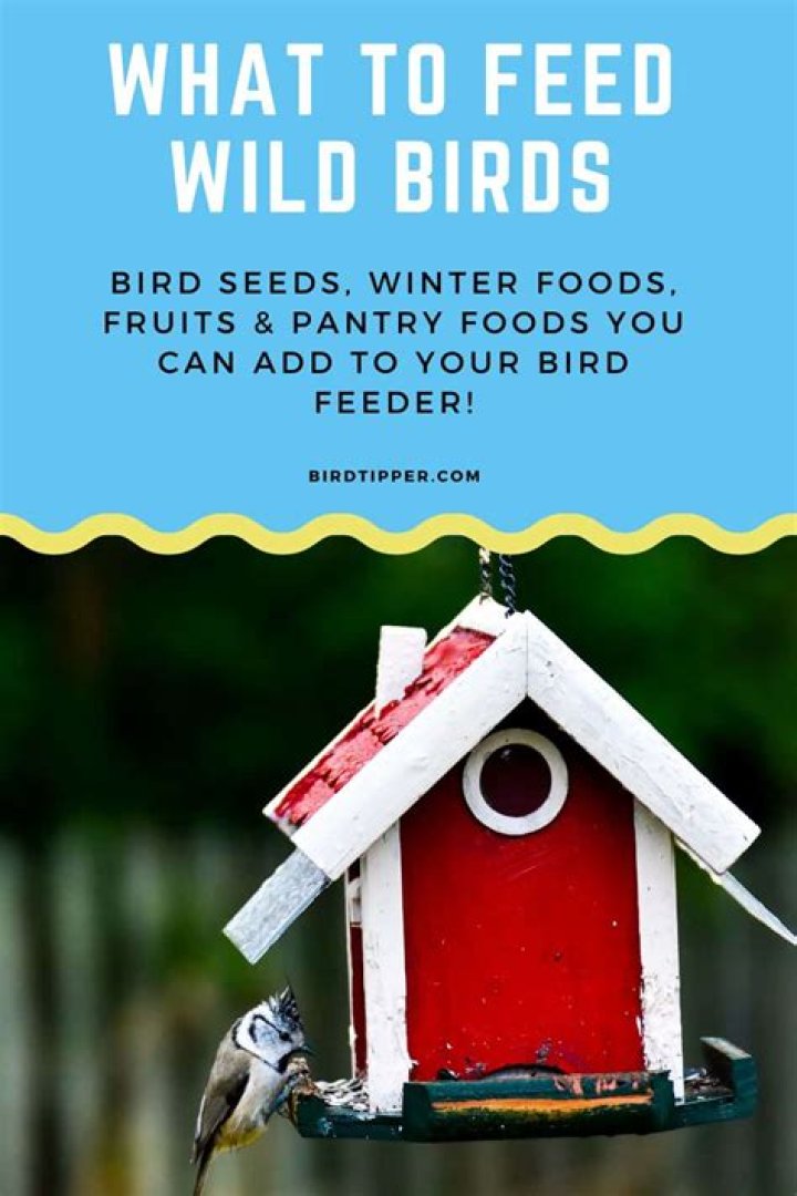 Is it OK to feed wild birds?