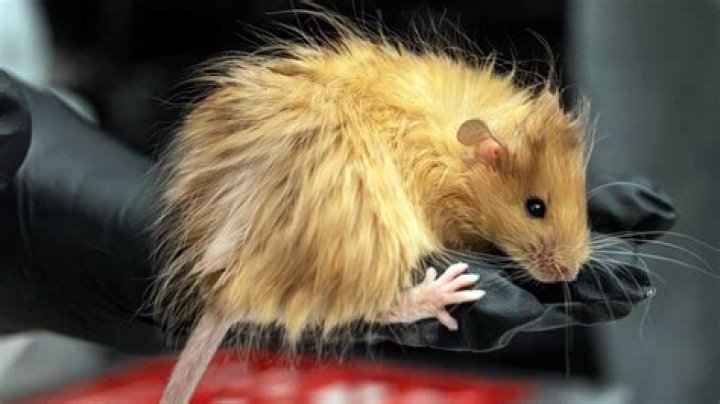 Is mice a landlord's responsibility?