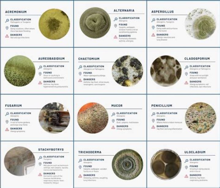 Is mold considered pollution?