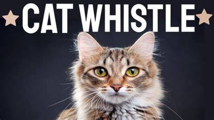 Is there a cat whistle?